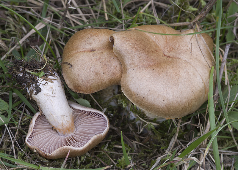 Cortinarius tabularis